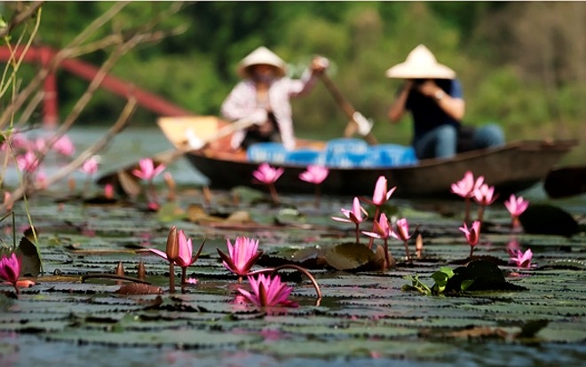 Các loài súng chịu rét chỉ nở hoa vào ban ngày còn các loài súng nhiệt đới có thể nở hoa vào ban ngày hoặc ban đêm. 
